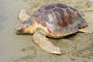In una settimana, 25 tartarughe spiaggiate