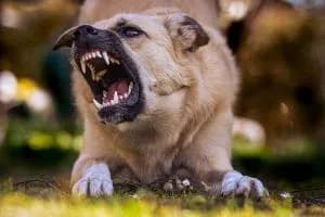 Azzannato da un cane al bar, fa fermare il bus con i proprietari a bordo