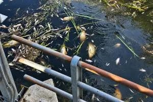 "E' un disastro ambientale"