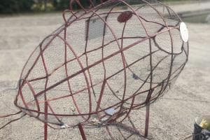 Addio al pesce mangiaplastica