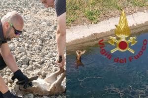 Cade nel canale, daino salvato dai pompieri