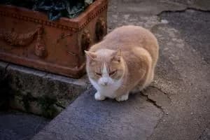 Gatti spariti, caso in Procura