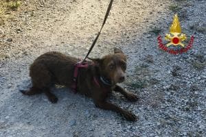 Lulù cade nel Piovego, salvata dai vigili del fuoco