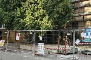 C’è una quercia nel cantiere: interrogazione e promessa