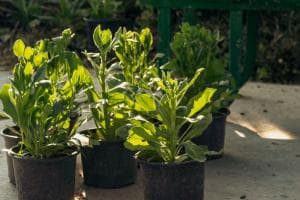 Tante Piante in dono ai cittadini