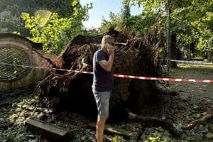 Alberi, via quelli caduti e potature