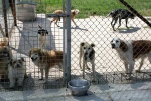 Troppi spari, stop alle doppiette