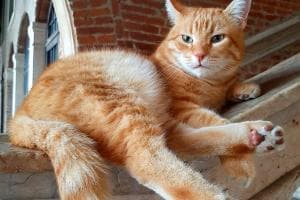 I migliori talenti suonano per gatto Rossini