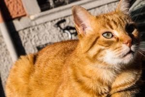 Ecco il concerto - tributo al Gatto Rossini