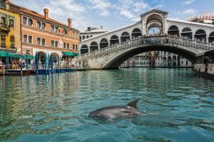 Delfino a Rialto, scatta l’allarme
