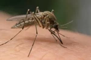 Salgono a otto i casi di West Nile in Polesine