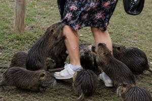 Azzannate dalle nutrie al parco