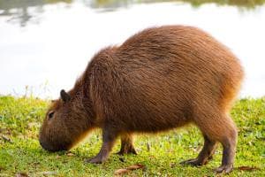 A Padova il primo raduno del partito Capibara