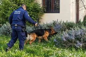 Addio a Hadesz, il cane antidroga della Serenissima