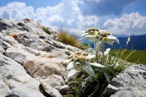 Stelle alpine in gabbia contro i turisti