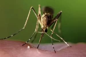West Nile, i contagi salgono a cinque