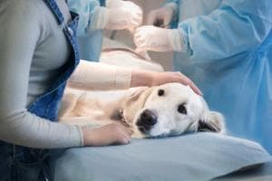 Il cane muore: botte al veterinario e laboratorio sfasciato