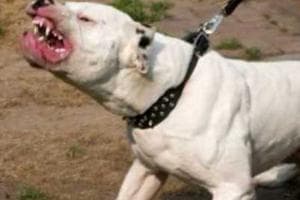 "Operato per 6 ore dopo l'attacco del cane"