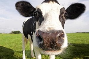 Caricato e calpestato da una mucca: resta invalido