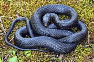 Serpenti nel giardino, scatta l’allarme