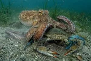 Polpi liberati in mare, per sterminare l'invasore