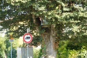 Un culto che attraversa 500 anni