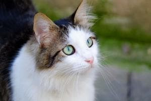 "Se ami il tuo gatto, sterilizzalo"