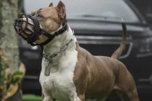 Aggredito dal cane, rischia la vita