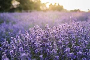 Lavanda in fiore, il Veneto si colora

