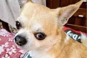 Pitbull azzanna anziano e uccide il cagnolino