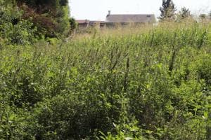 Pulizia per zona Langer e argine