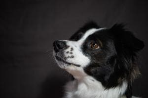 Linda salvata dal canile