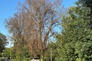 Addio agli olmi di via Gallani