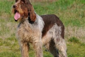 Tre giorni dedicati allo spinone italiano