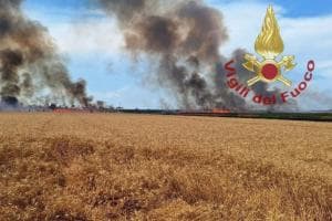 Vanno a fuoco sei ettari di grano