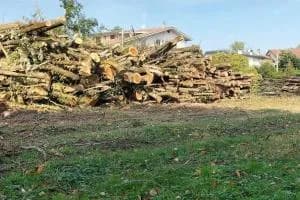 Aria, mobilità, alberi: non ci siamo