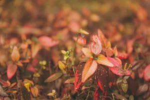 Ludwigia, l’invasione soffoca i canali