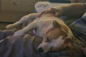 Il cagnolino Yoghi sbranato da un lupo