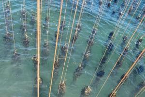 Disastro cozze: "Perso il 99%"