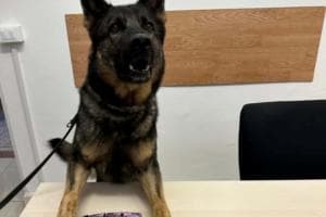 “Cane antidroga? Prima gli agenti”
