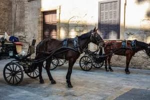Calesse in centro con i bambini, multa per gli escrementi dei cavalli