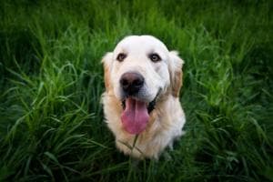 Joy, il fiuto che cambia una vita