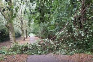Il forte vento abbatte venti alberi