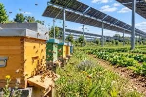 Pannelli, campi e api: il futuro del fotovoltaico