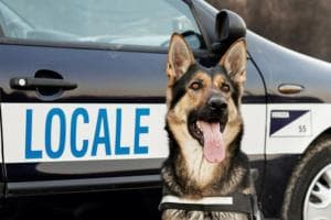 Scatto avanti per il cane-vigile