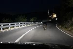 Orso di corsa per strada in piena notte