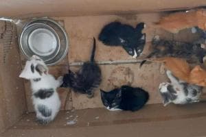 12 gattini abbandonati, salvati da volontarie
