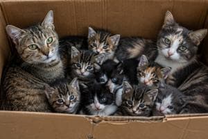 Undici gatti abbandonati in uno scatolone