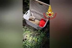 Cucciolo di daino soccorso dai pompieri