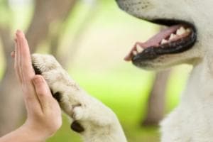 Terapia con animali, magia dei sorrisi